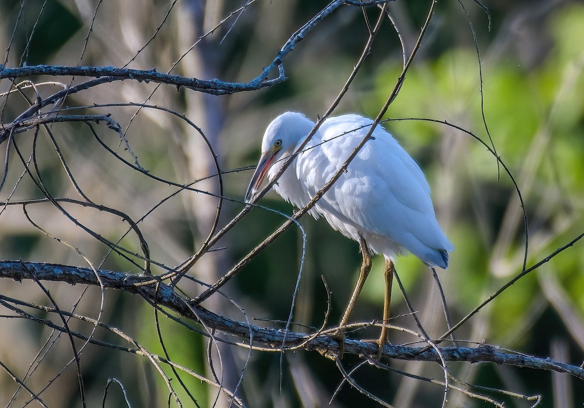 Little Blue Heron - ML620697639