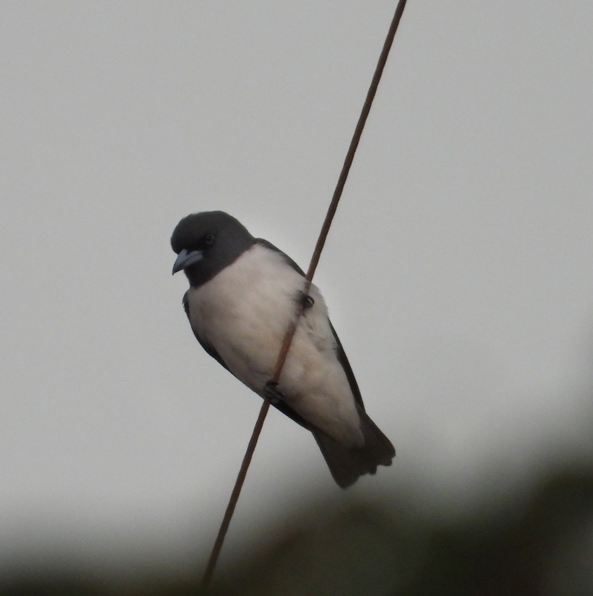 White-breasted Woodswallow - ML620697641