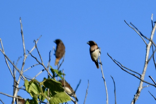 Chestnut-breasted Munia - ML620697642