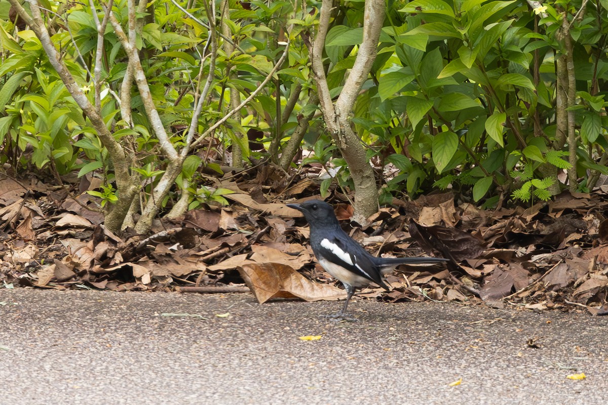 Oriental Magpie-Robin - ML620697645