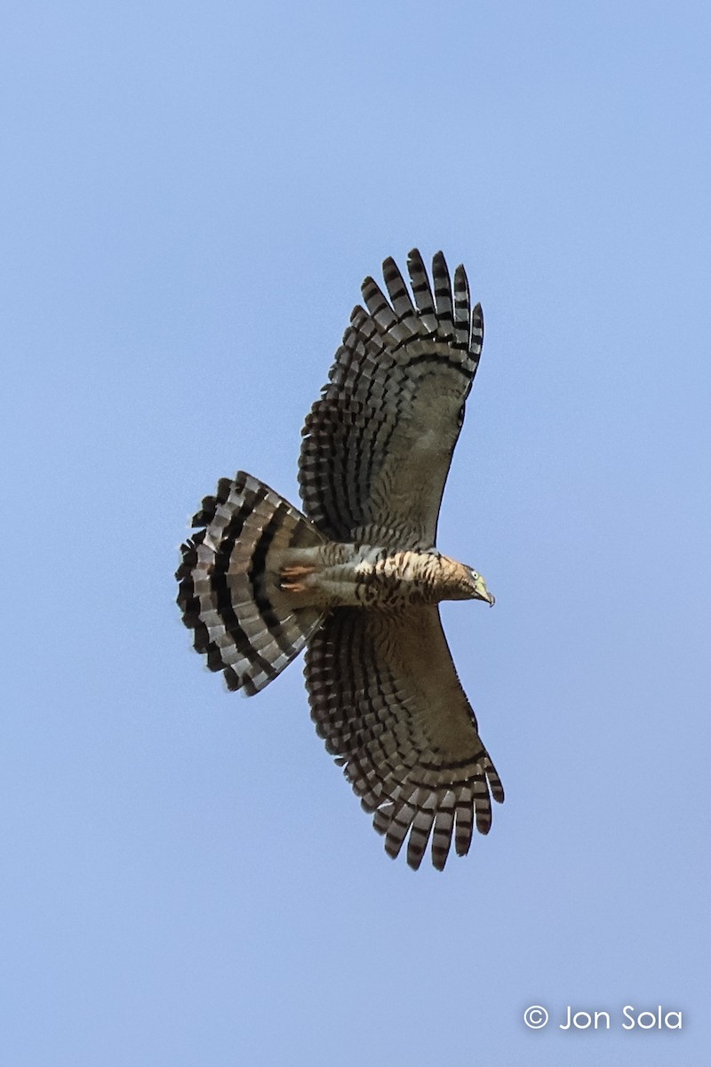 Hook-billed Kite - ML620697646