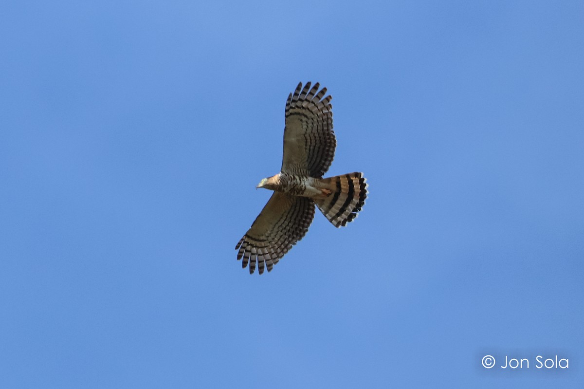 Hook-billed Kite - ML620697647