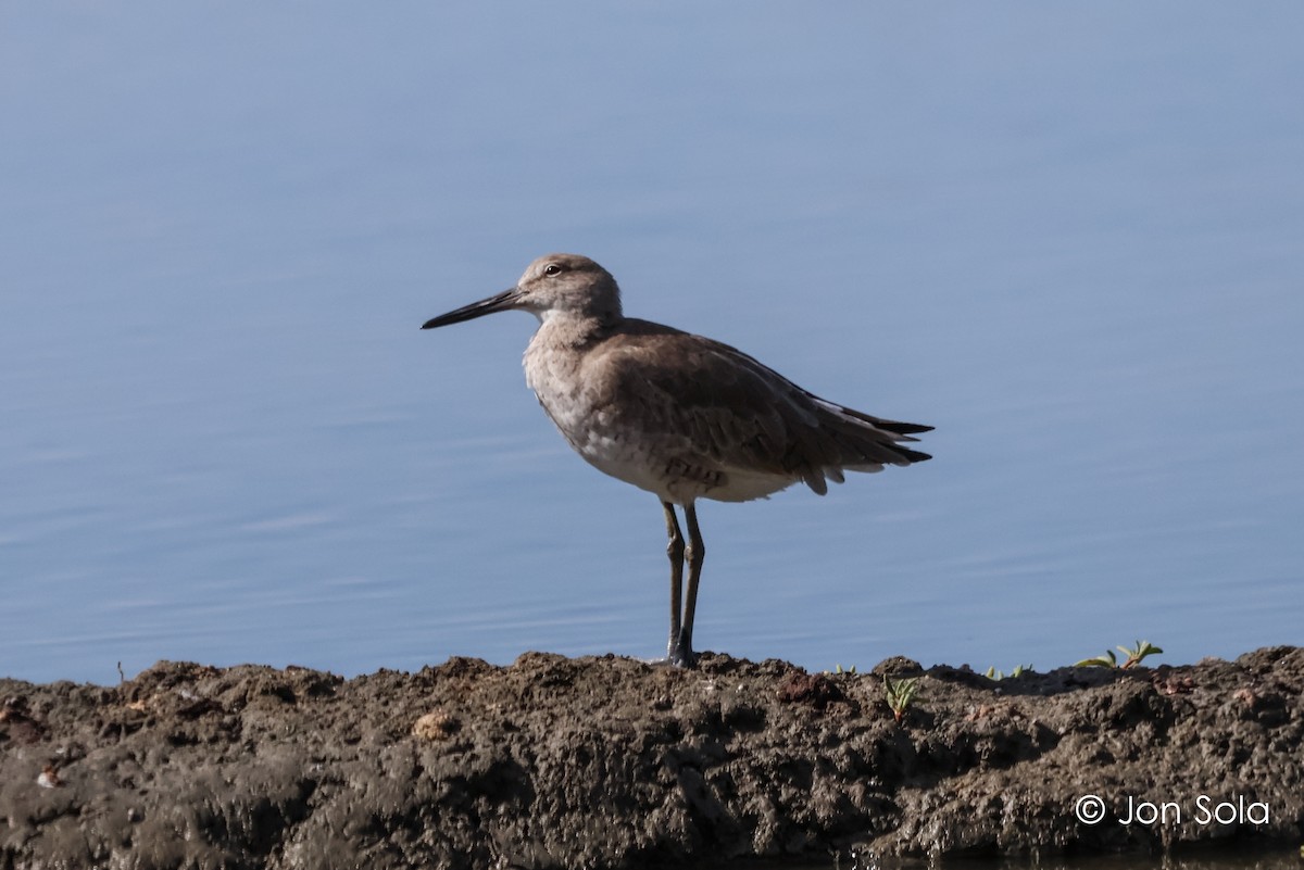 Willet - ML620697656