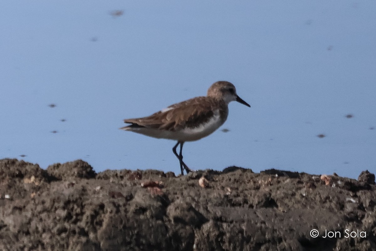 Semipalmated Sandpiper - ML620697657