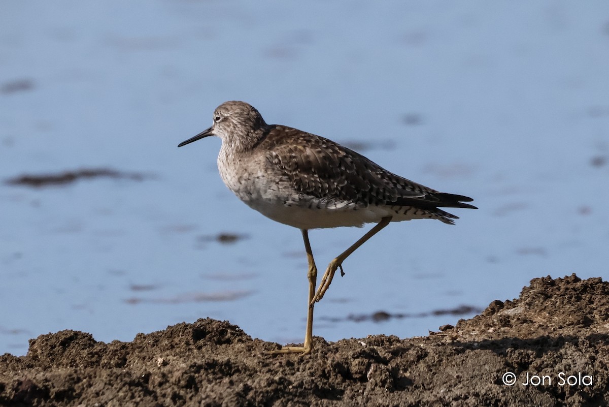 Lesser Yellowlegs - ML620697660