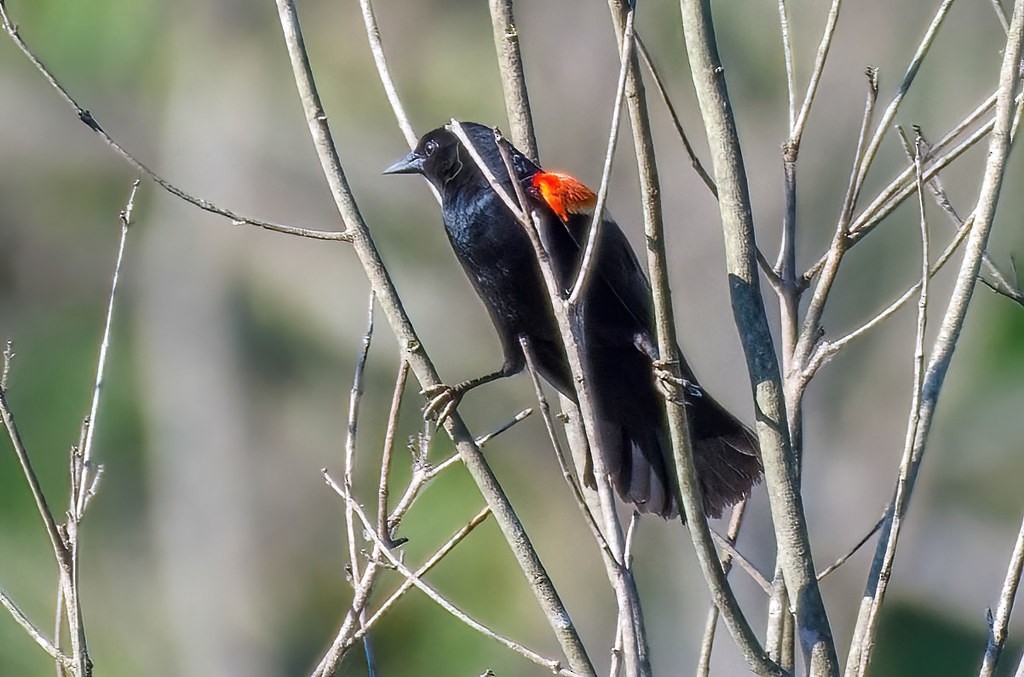 Red-winged Blackbird - ML620697662