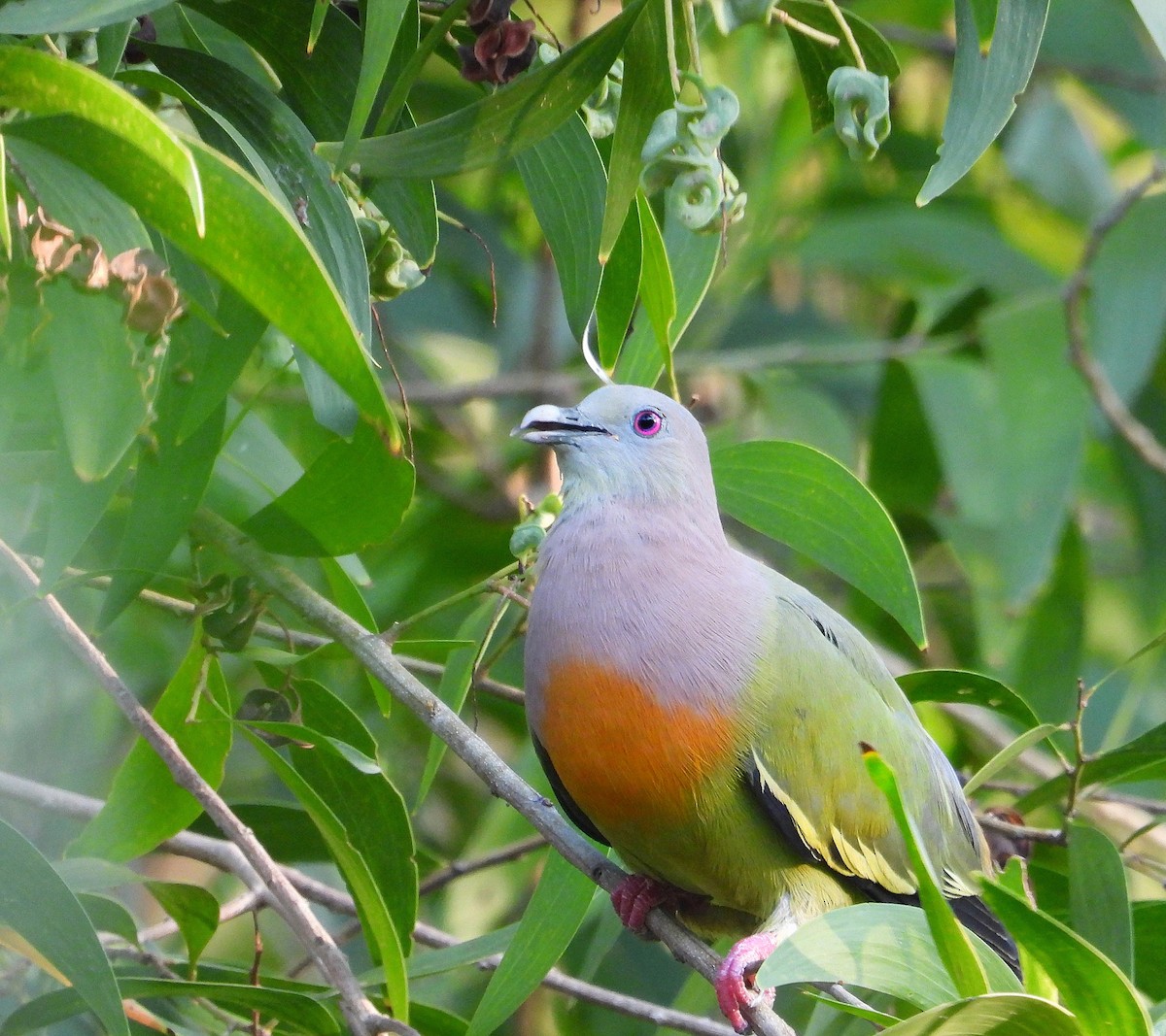 Pink-necked Green-Pigeon - ML620697665