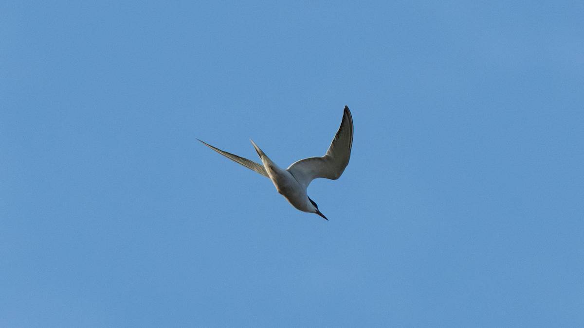 Common Tern - ML620697667