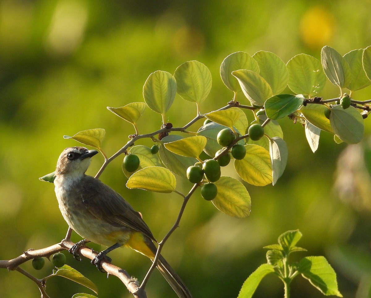 Yellow-vented Bulbul - ML620697668