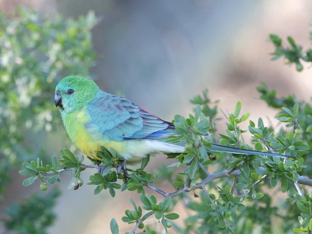 Red-rumped Parrot - ML620697669