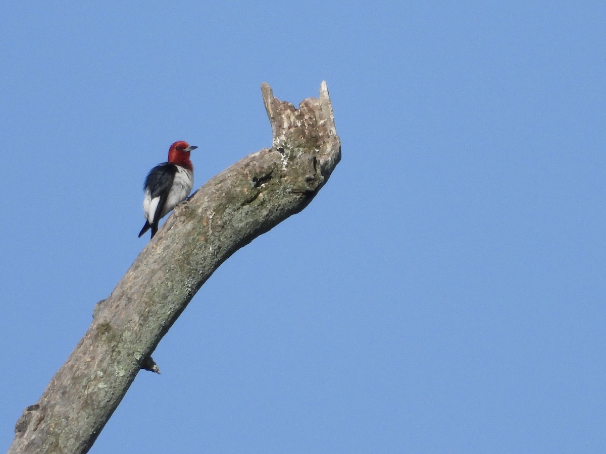 Red-headed Woodpecker - ML620697673
