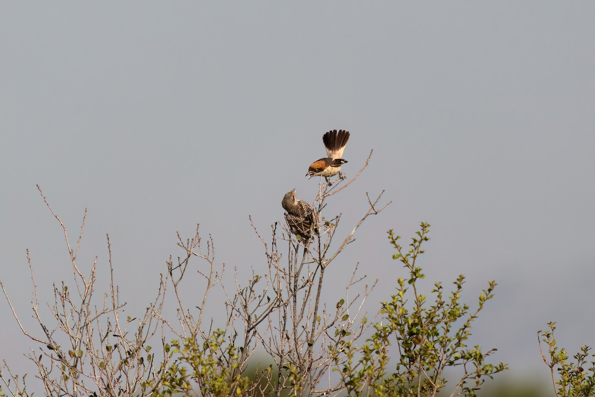 Woodchat Shrike - ML620697676