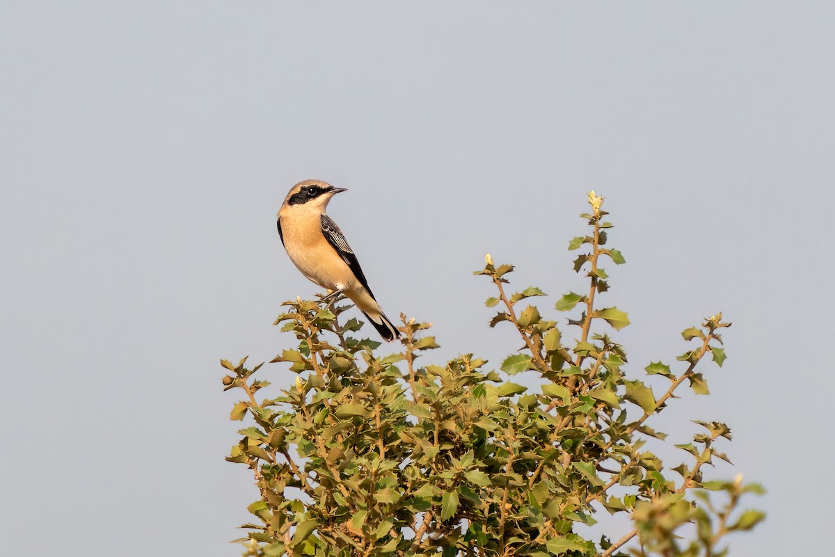 Eastern Black-eared Wheatear - ML620697677