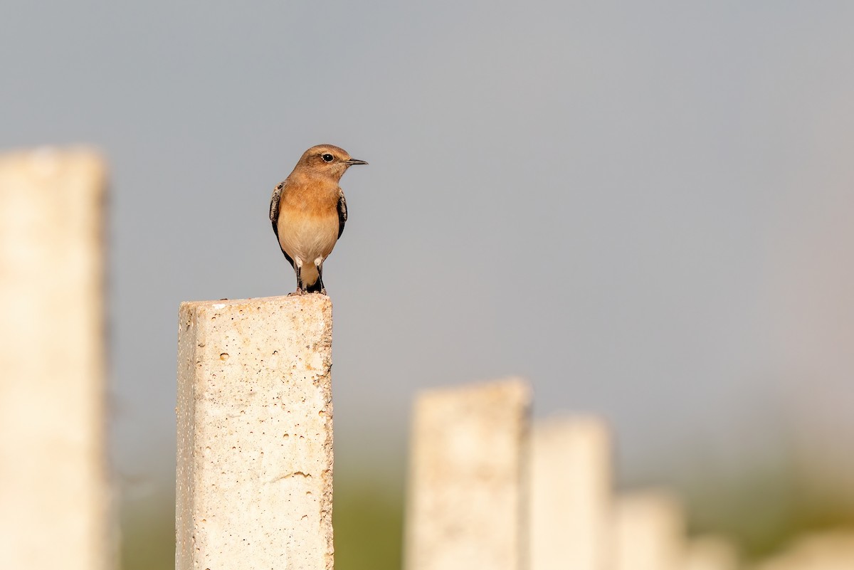 Eastern Black-eared Wheatear - ML620697678