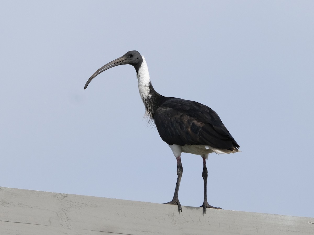 Straw-necked Ibis - ML620697679