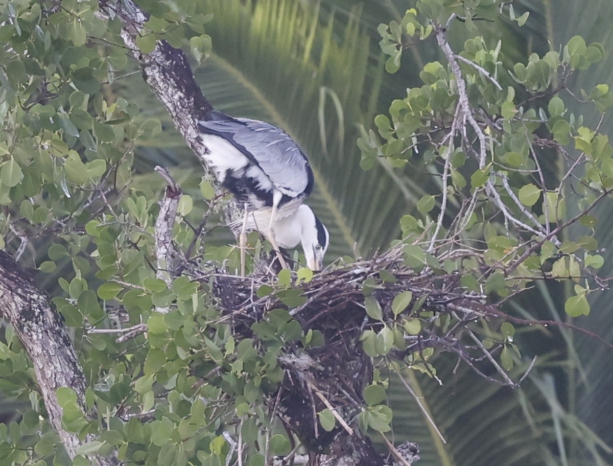 Gray Heron - ML620697681