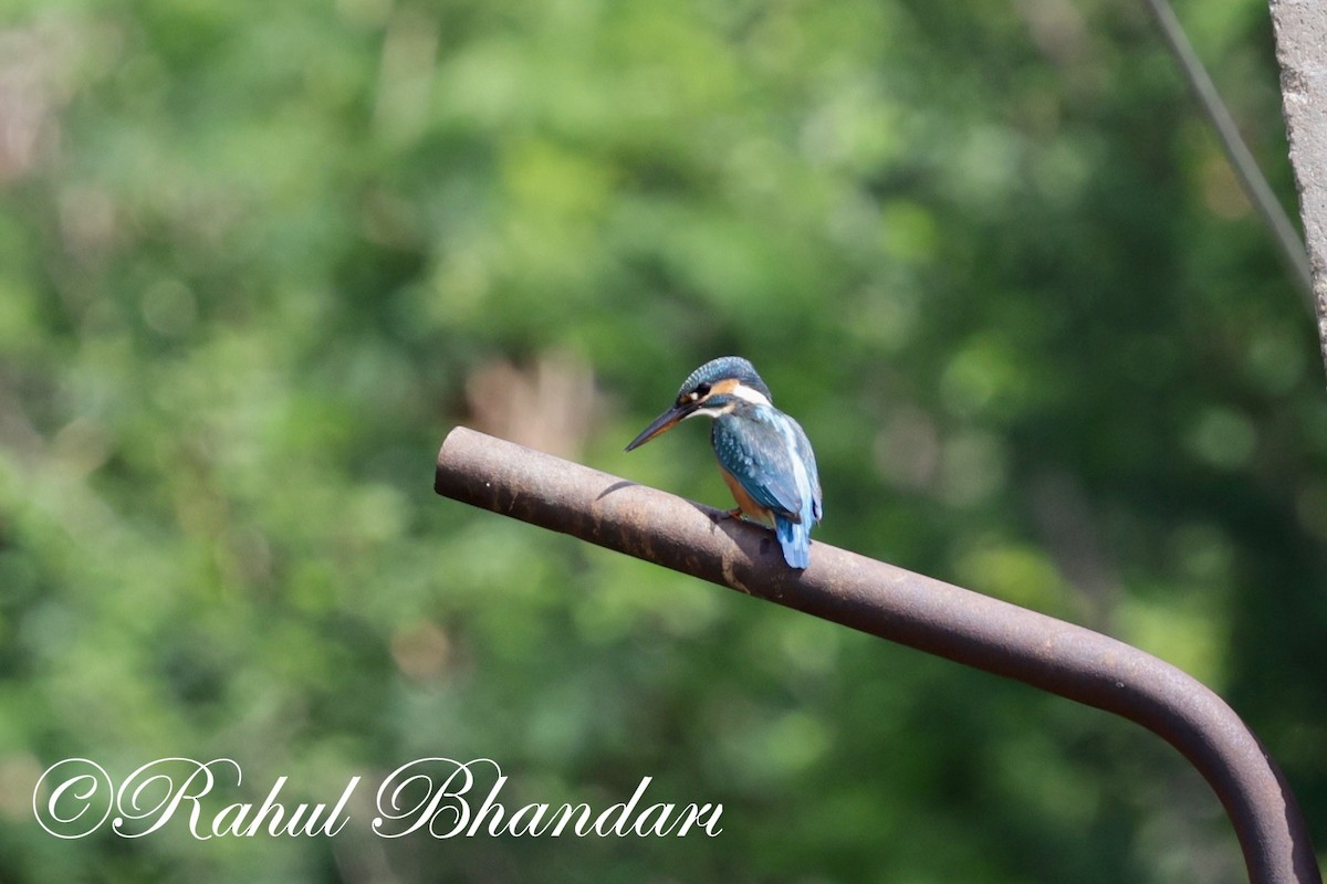 Common Kingfisher - ML620697685