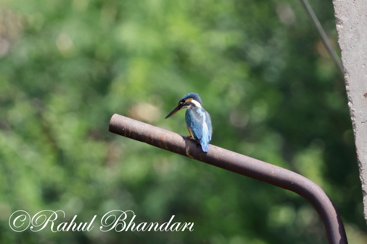 Common Kingfisher - ML620697686