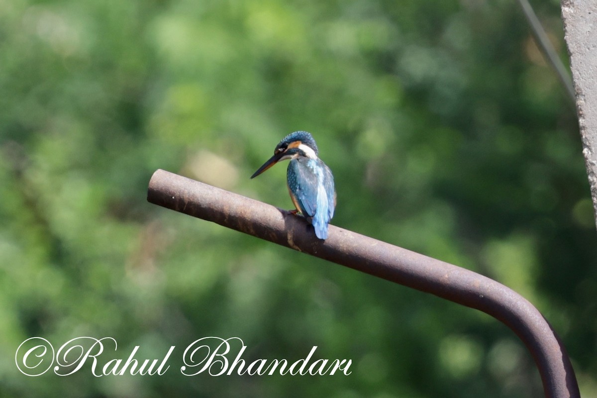 Common Kingfisher - ML620697687