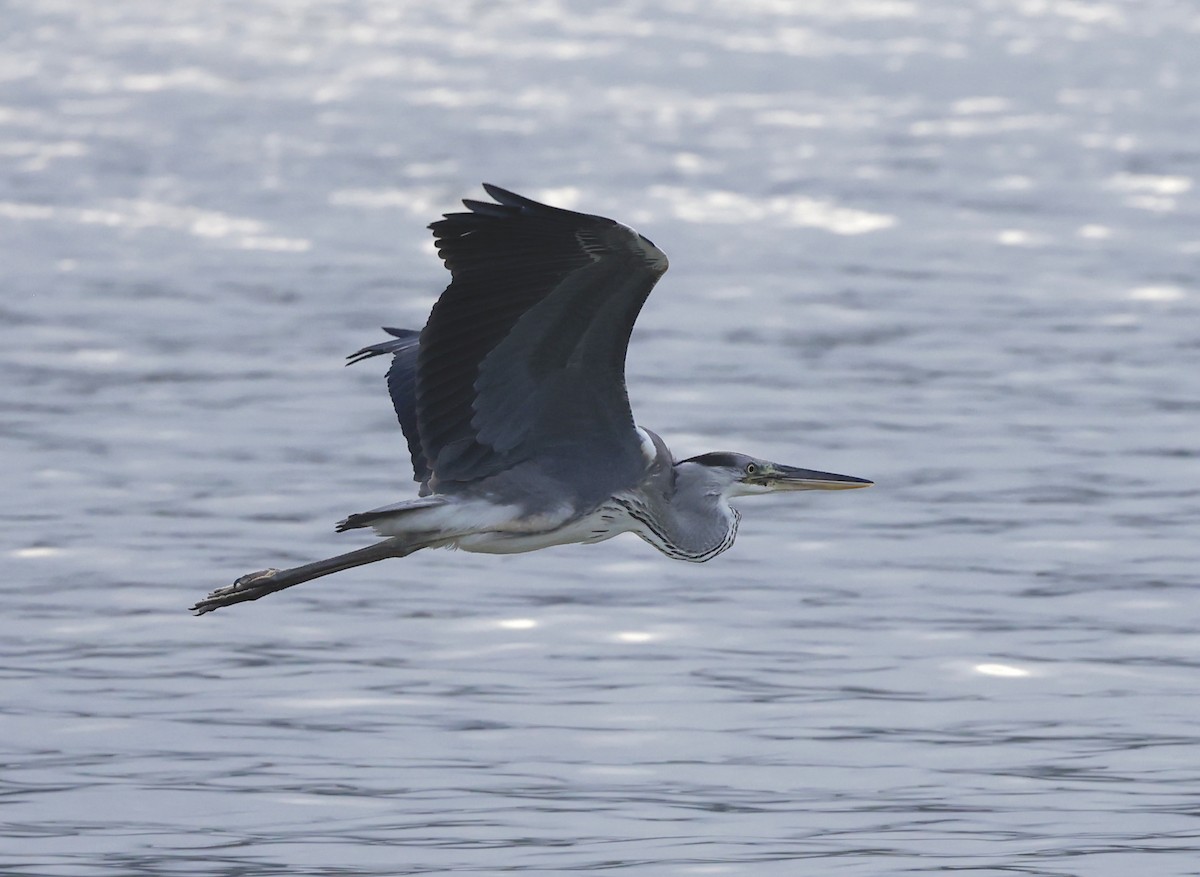 Gray Heron - ML620697693