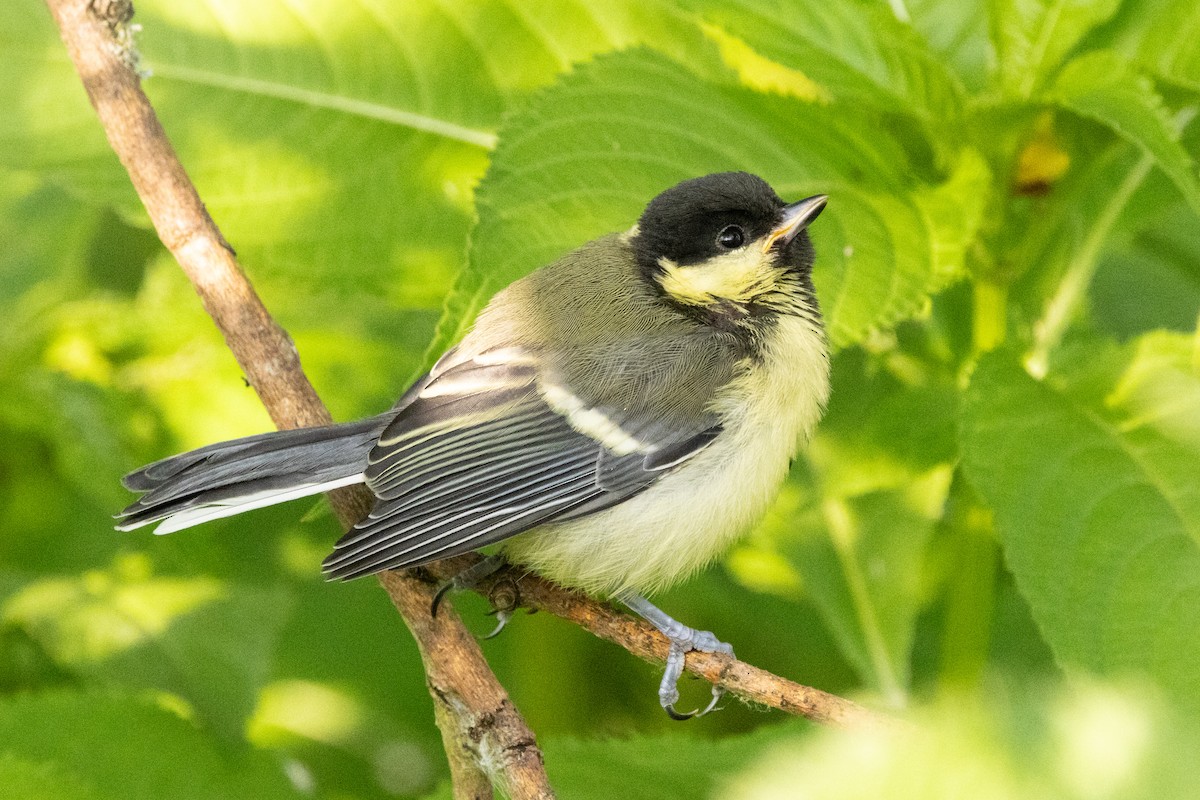 Mésange charbonnière - ML620697696