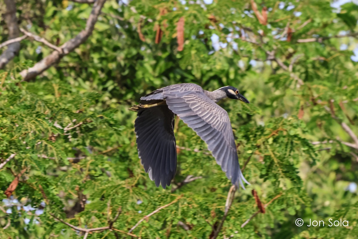 Yellow-crowned Night Heron - ML620697699