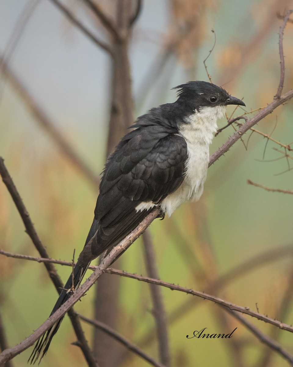 Pied Cuckoo - ML620697700