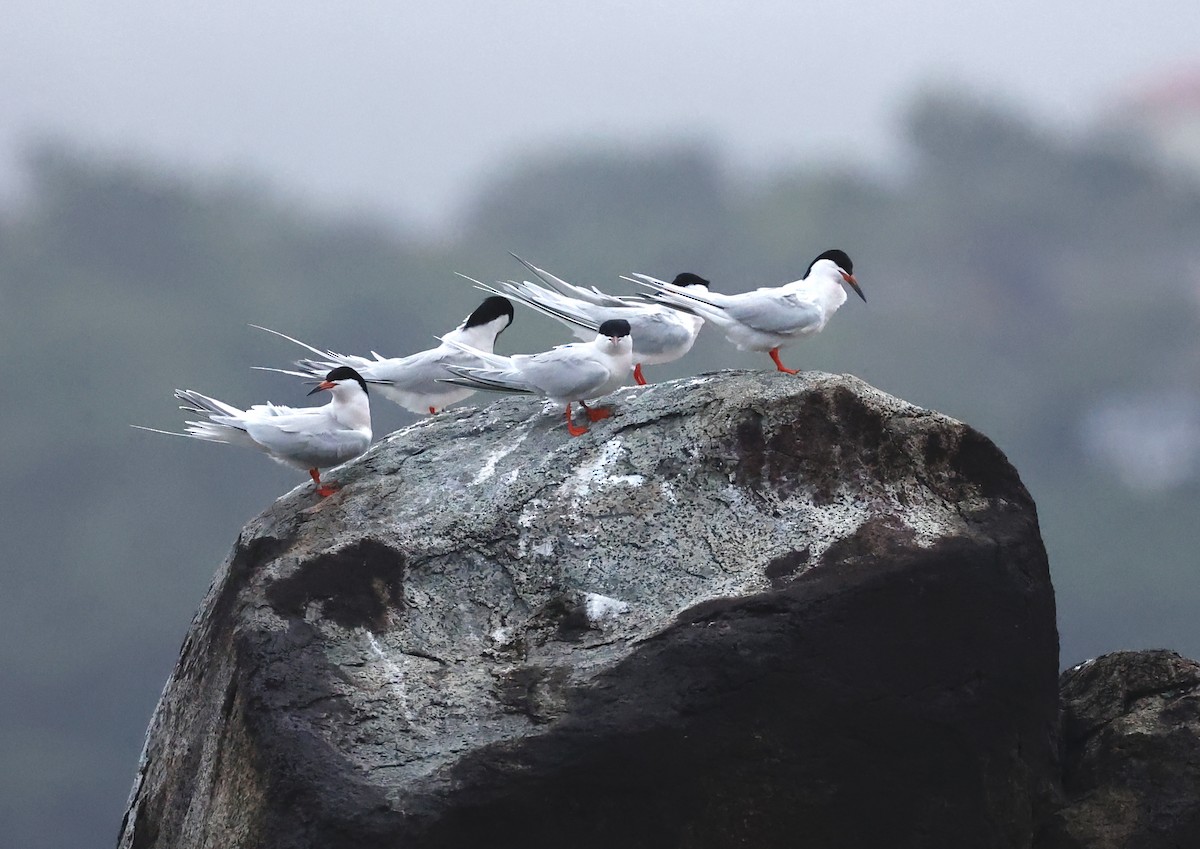 Roseate Tern - ML620697704