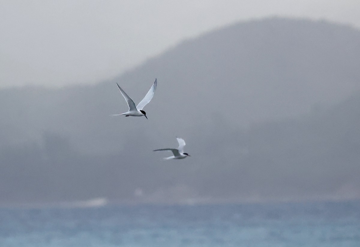 Roseate Tern - ML620697708