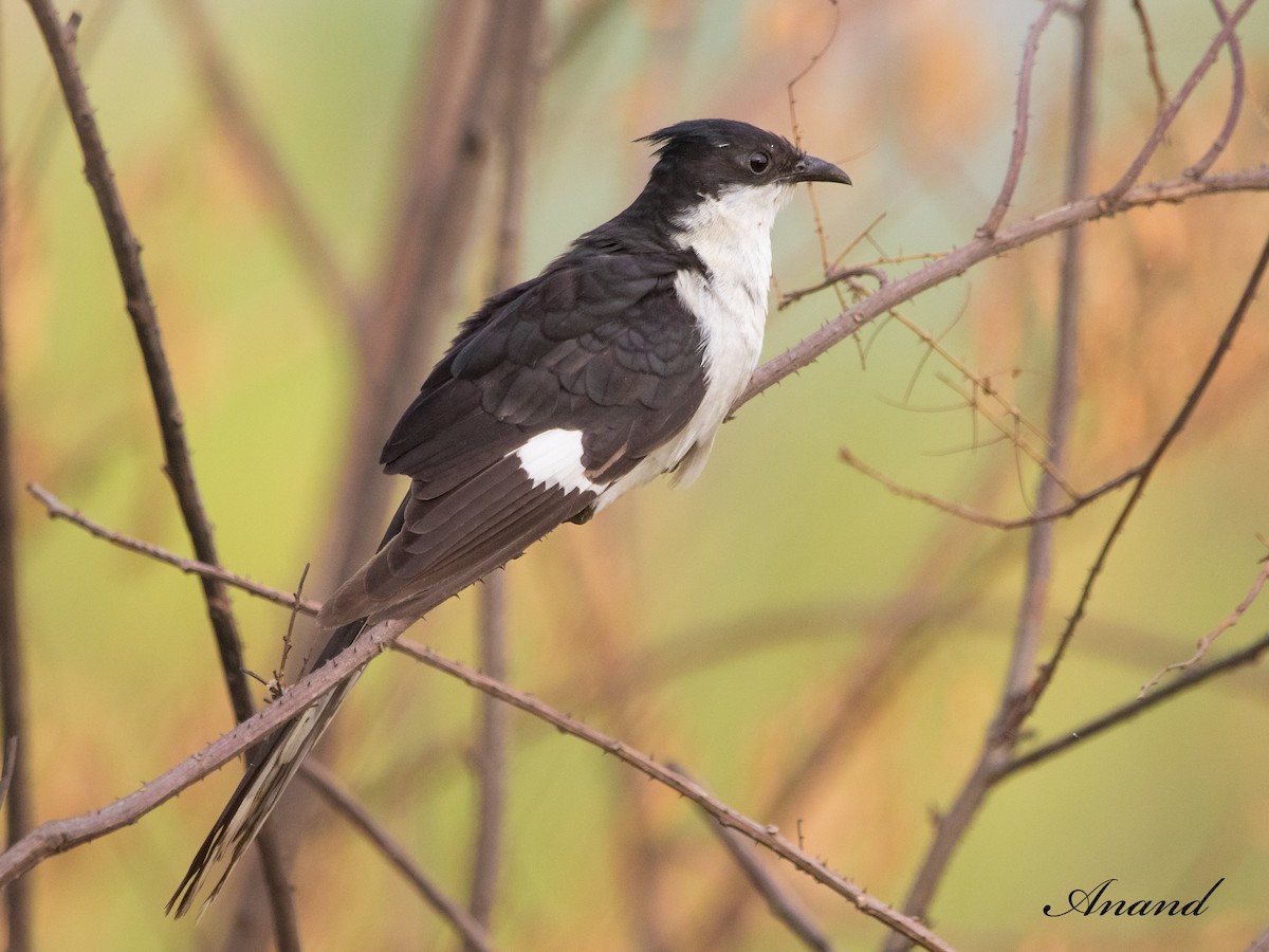 Pied Cuckoo - Anand Singh