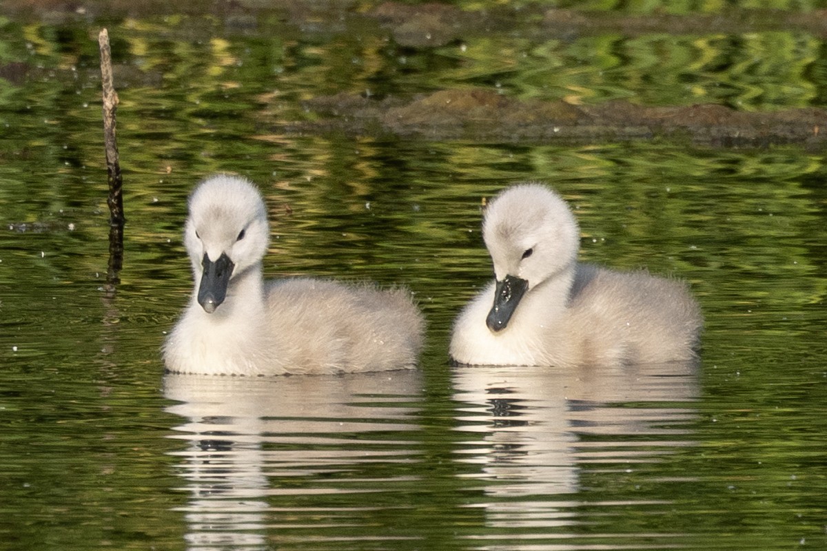 Cygne tuberculé - ML620697714