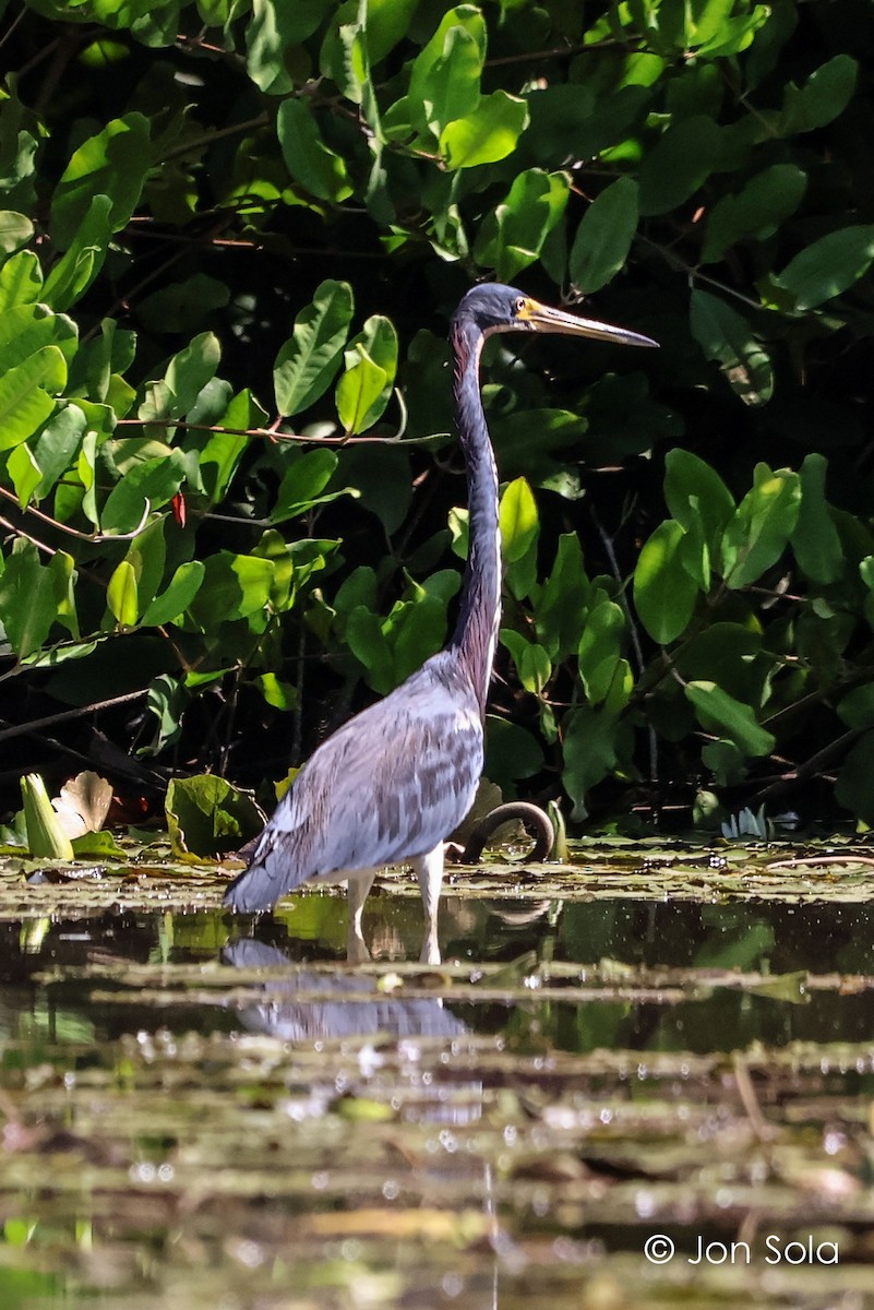 Tricolored Heron - ML620697716