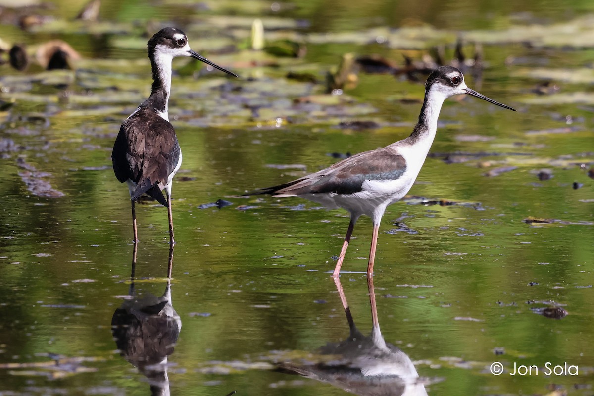 Black-necked Stilt - ML620697717