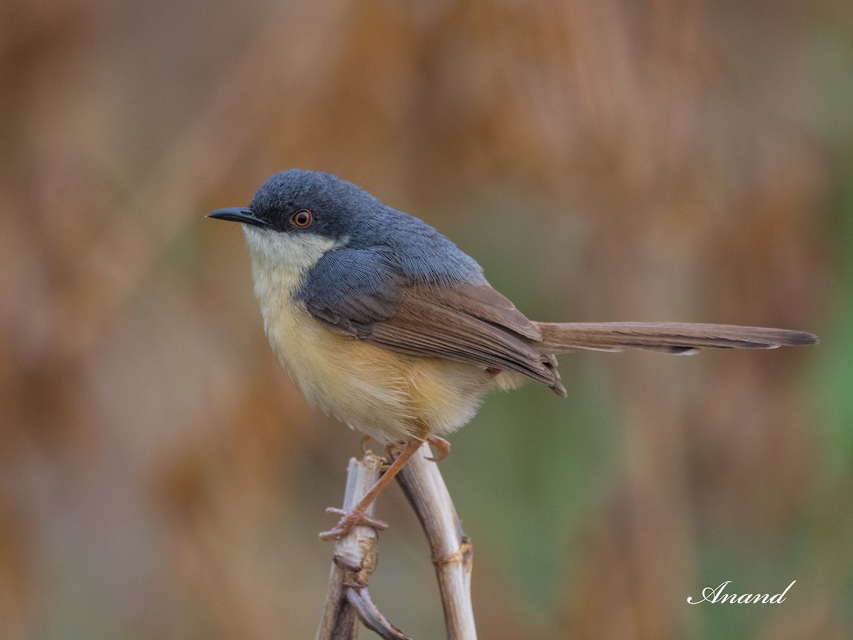 Prinia Cenicienta - ML620697722