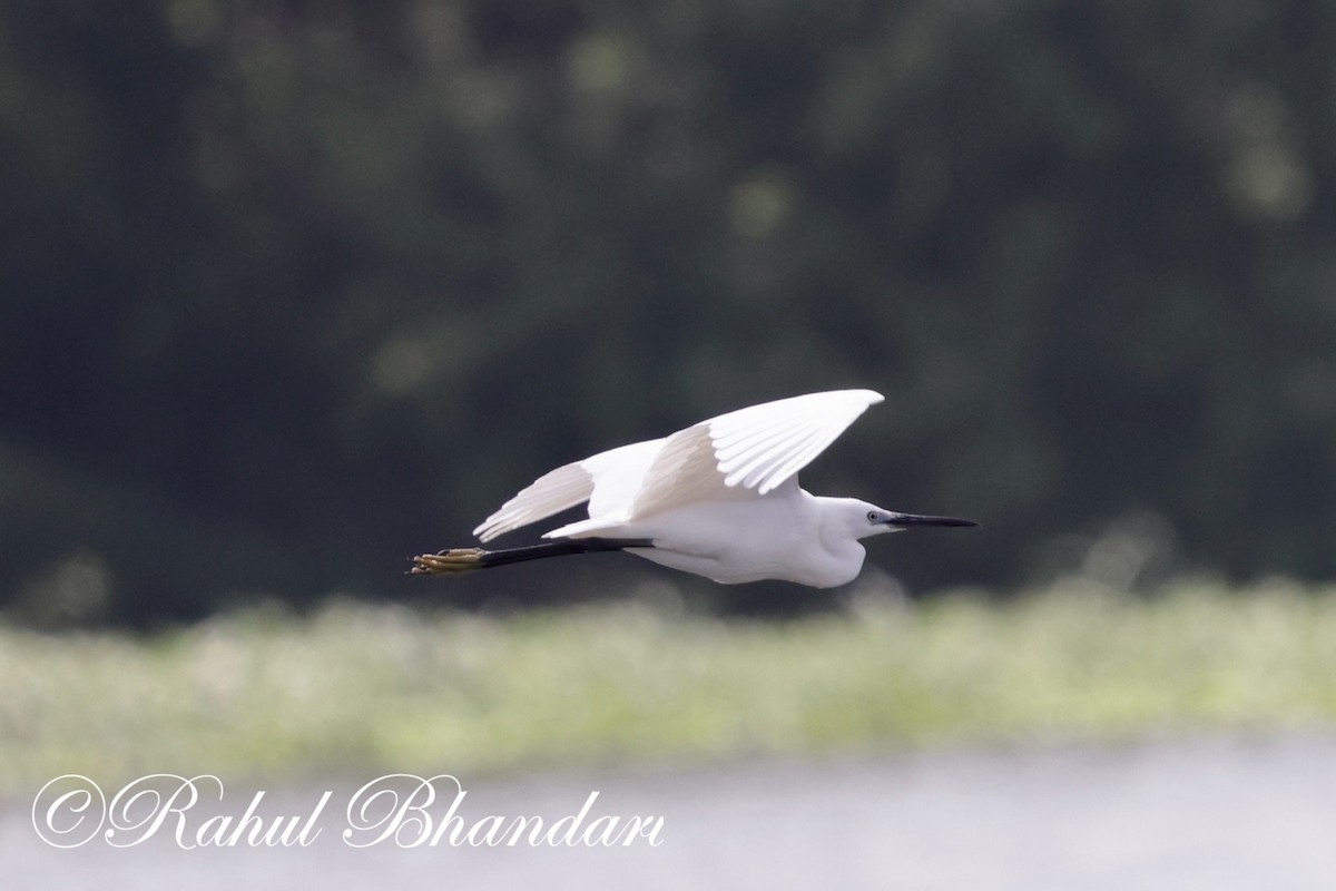 Little Egret - Rahul Bhandari