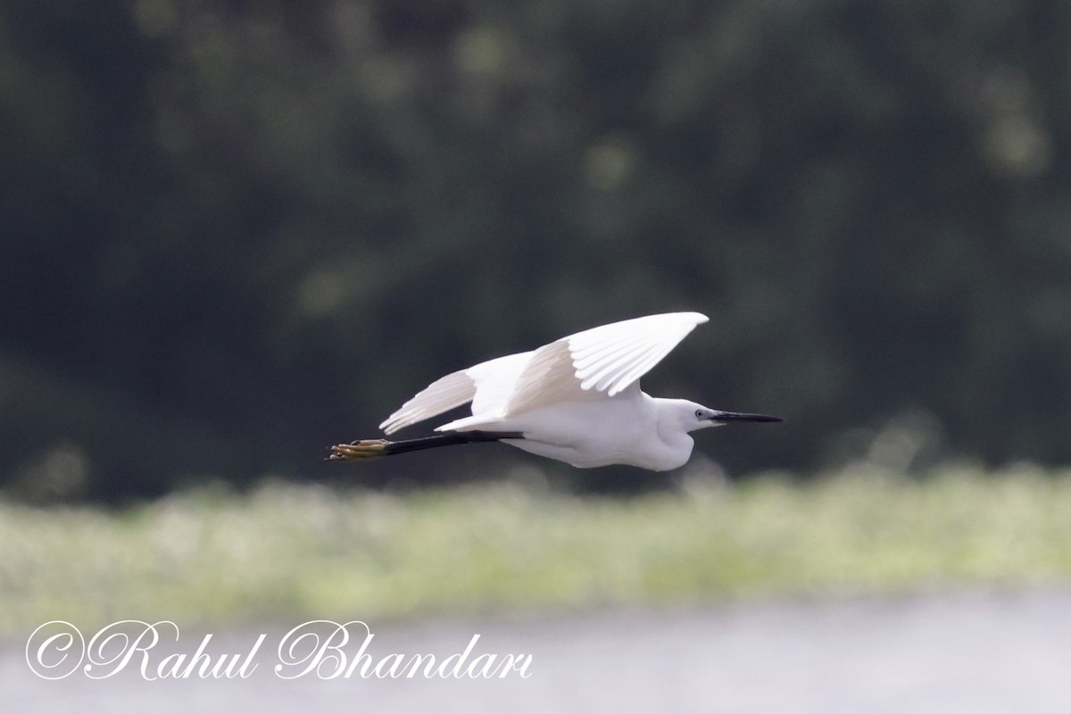 Little Egret - ML620697725