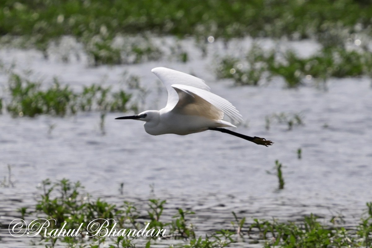 Little Egret - ML620697726