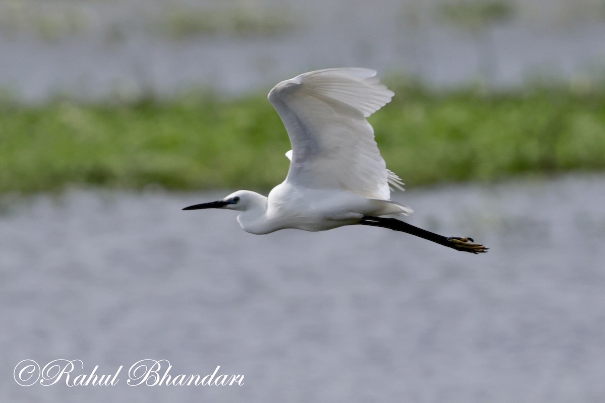 Little Egret - ML620697728