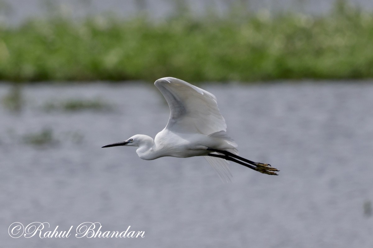 Little Egret - Rahul Bhandari