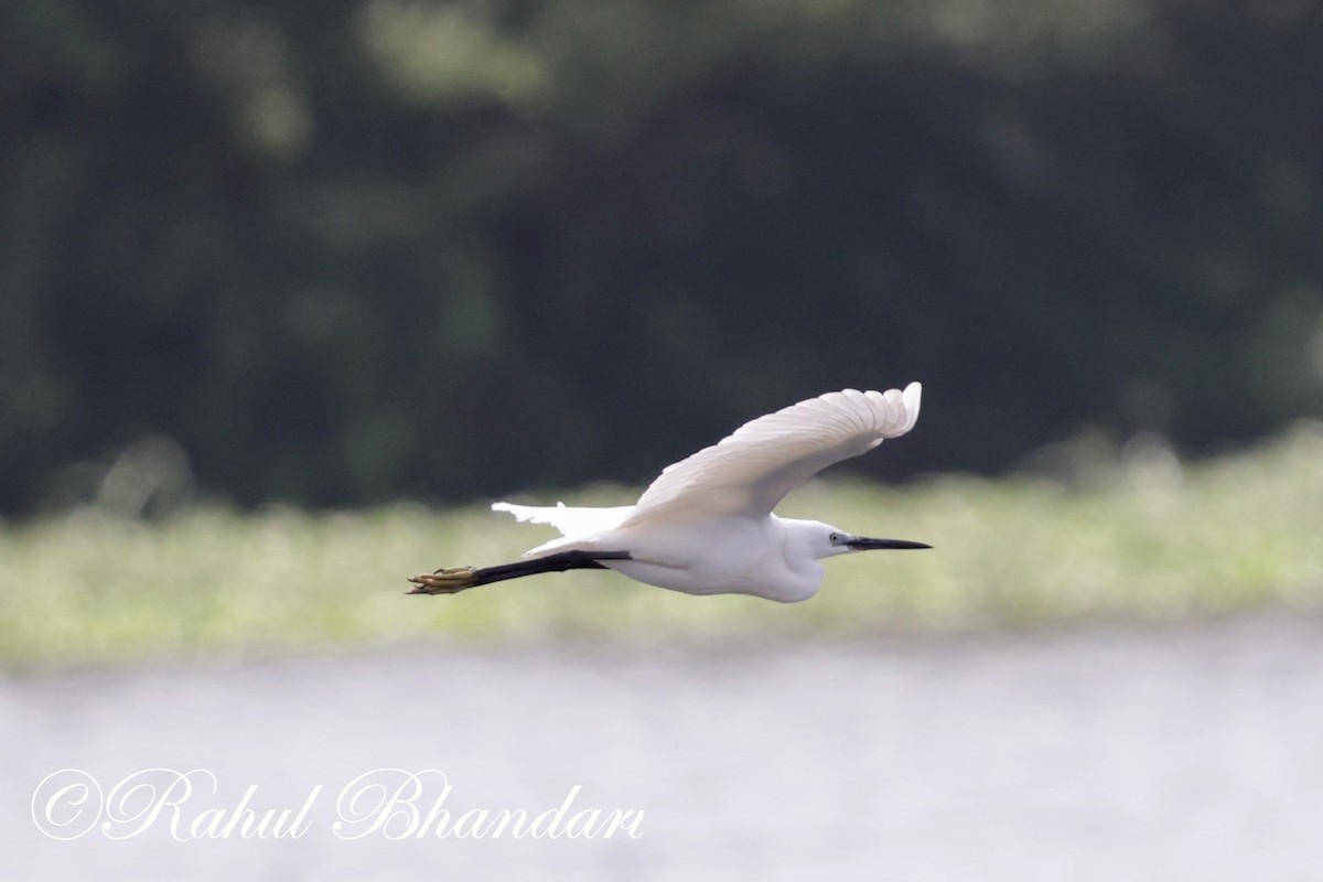 Little Egret - ML620697731