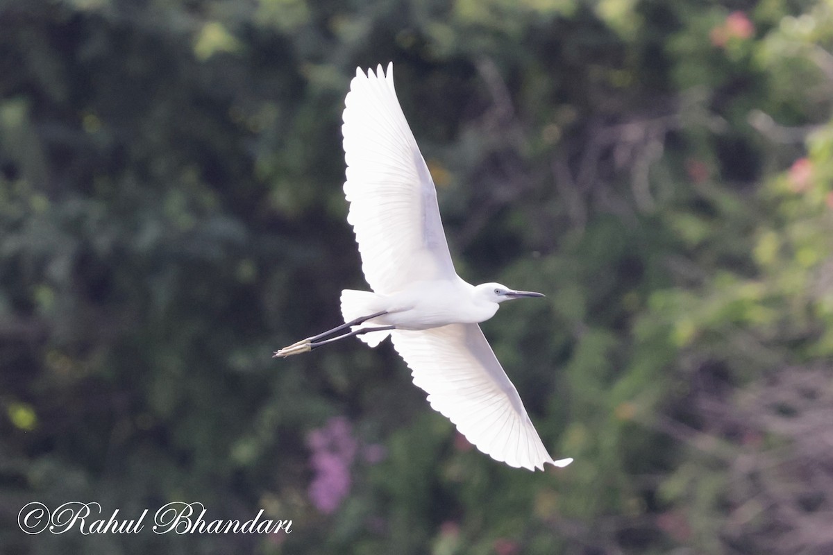 Little Egret - Rahul Bhandari