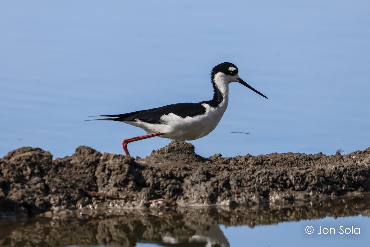 Black-necked Stilt - ML620697741