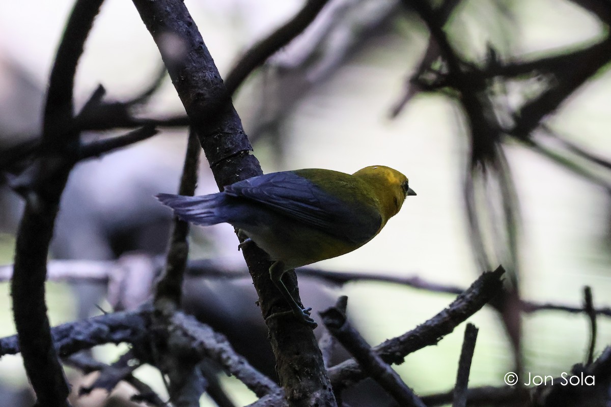 Prothonotary Warbler - ML620697742