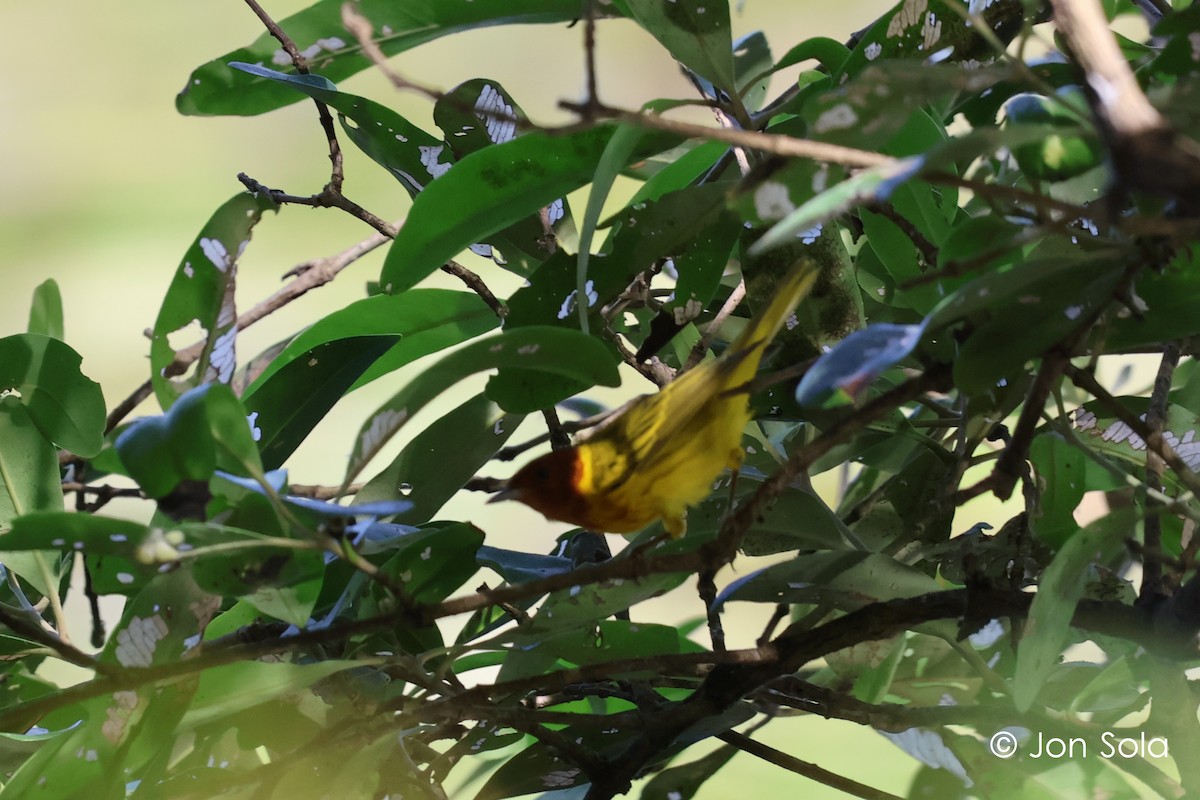 gulparula (erithachorides gr.) (mangroveparula) - ML620697749