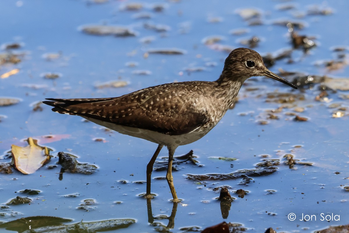 Solitary Sandpiper - Jon  Sola