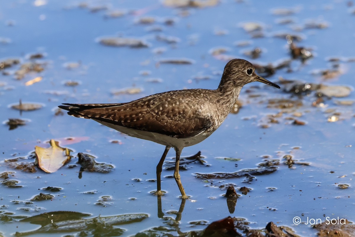 Solitary Sandpiper - ML620697752