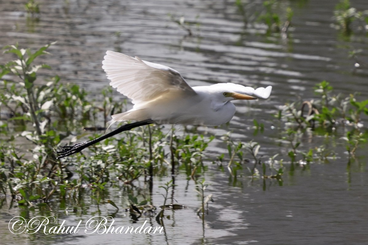 Great Egret - ML620697755