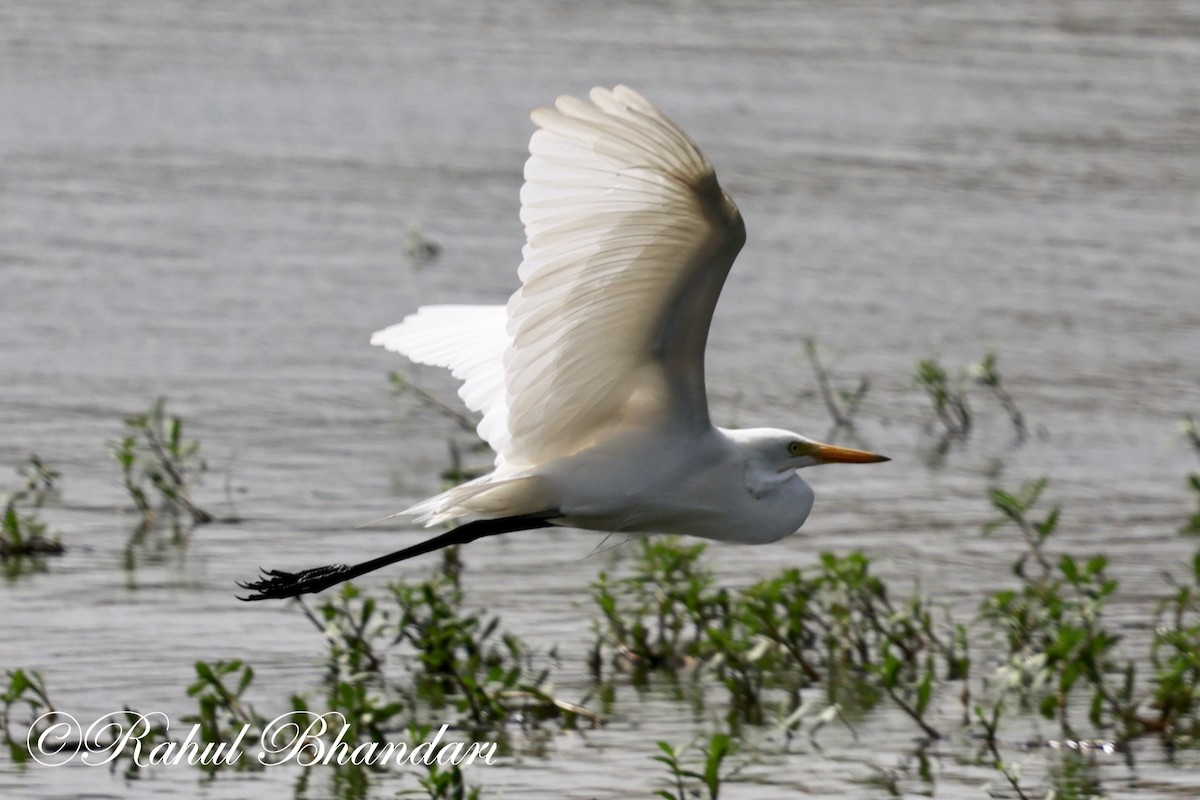 Great Egret - ML620697757