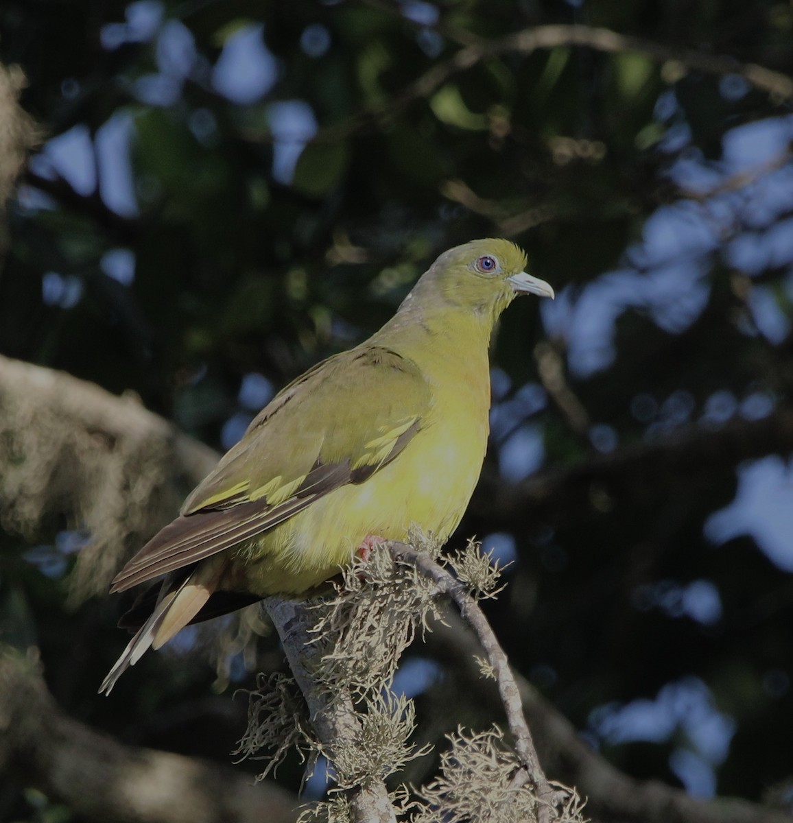 Sri Lanka Green-Pigeon - ML620697785