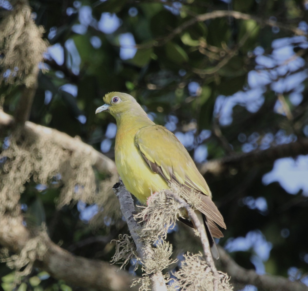 Sri Lanka Green-Pigeon - ML620697786